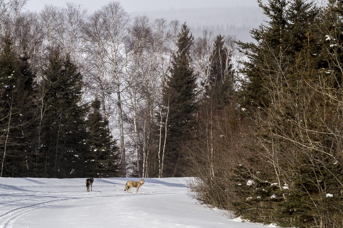 Saskatchewan - Prince Albert Park, Wolves - March 7, 2011