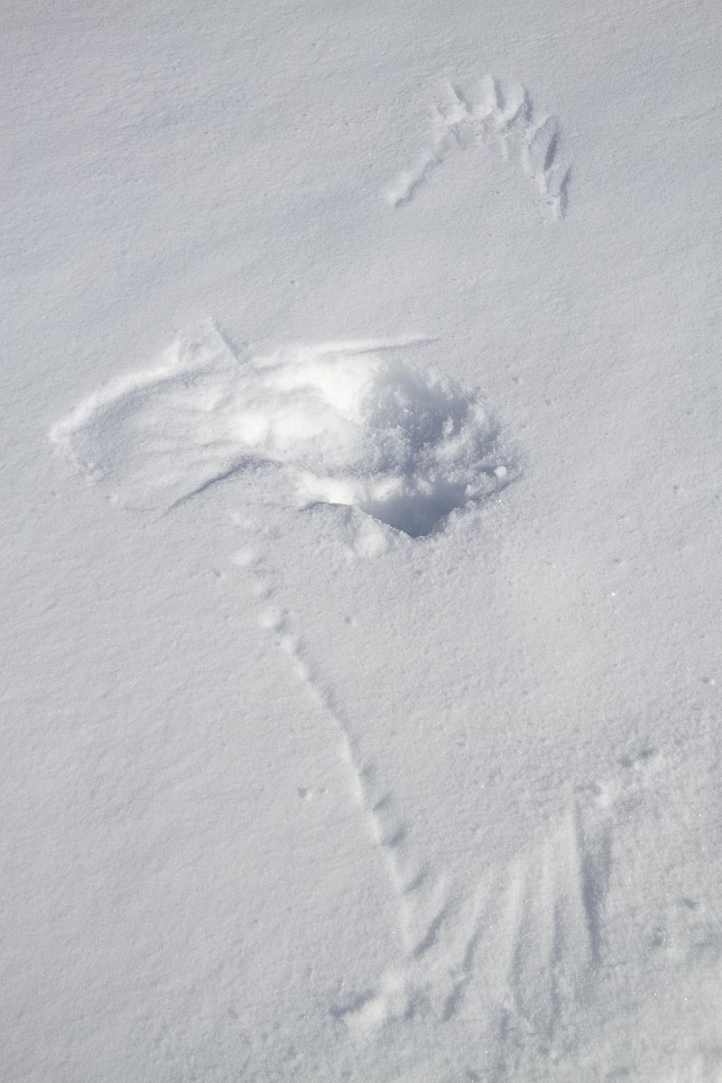 Saskatchewan - Prince Albert Park, Raven Wings - March 7, 2011