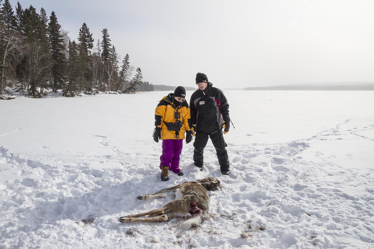 Saskatchewan - Prince Albert Park, Wolf Kill - March 7, 2011