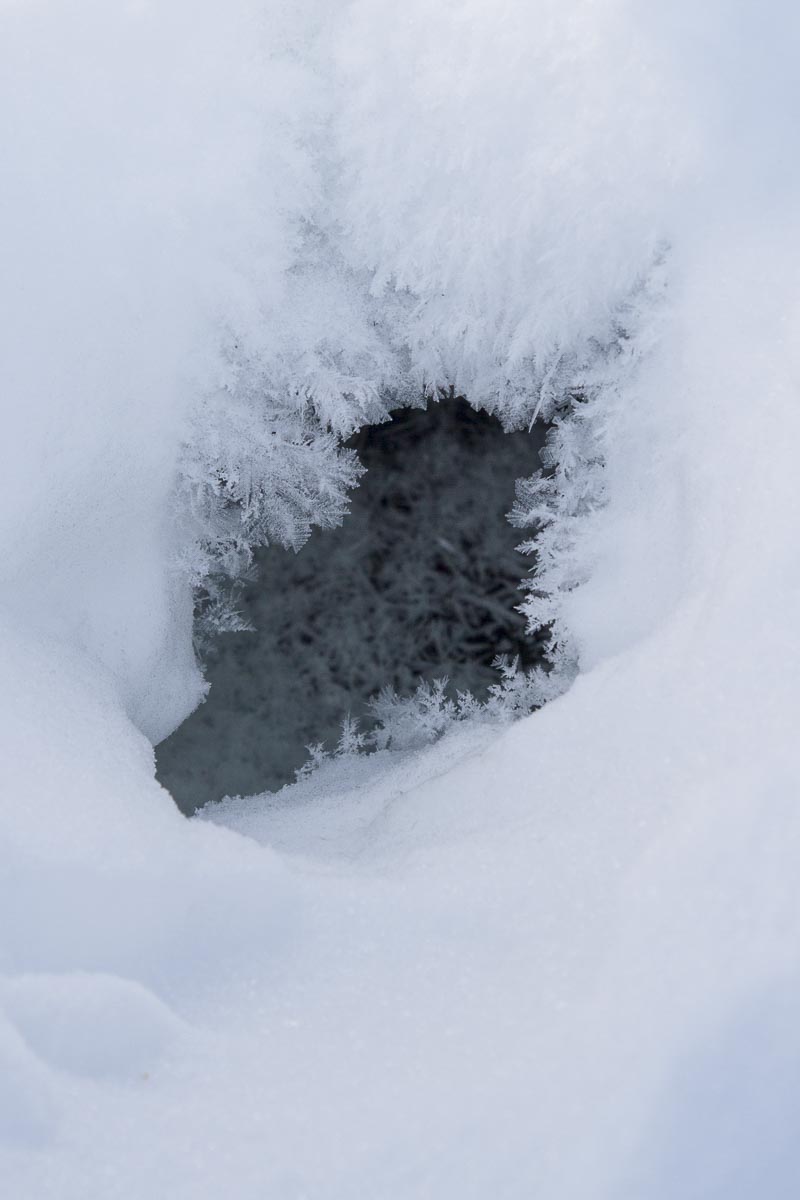 Saskatchewan - Prince Albert Park, River Otter Den - March 8, 2011