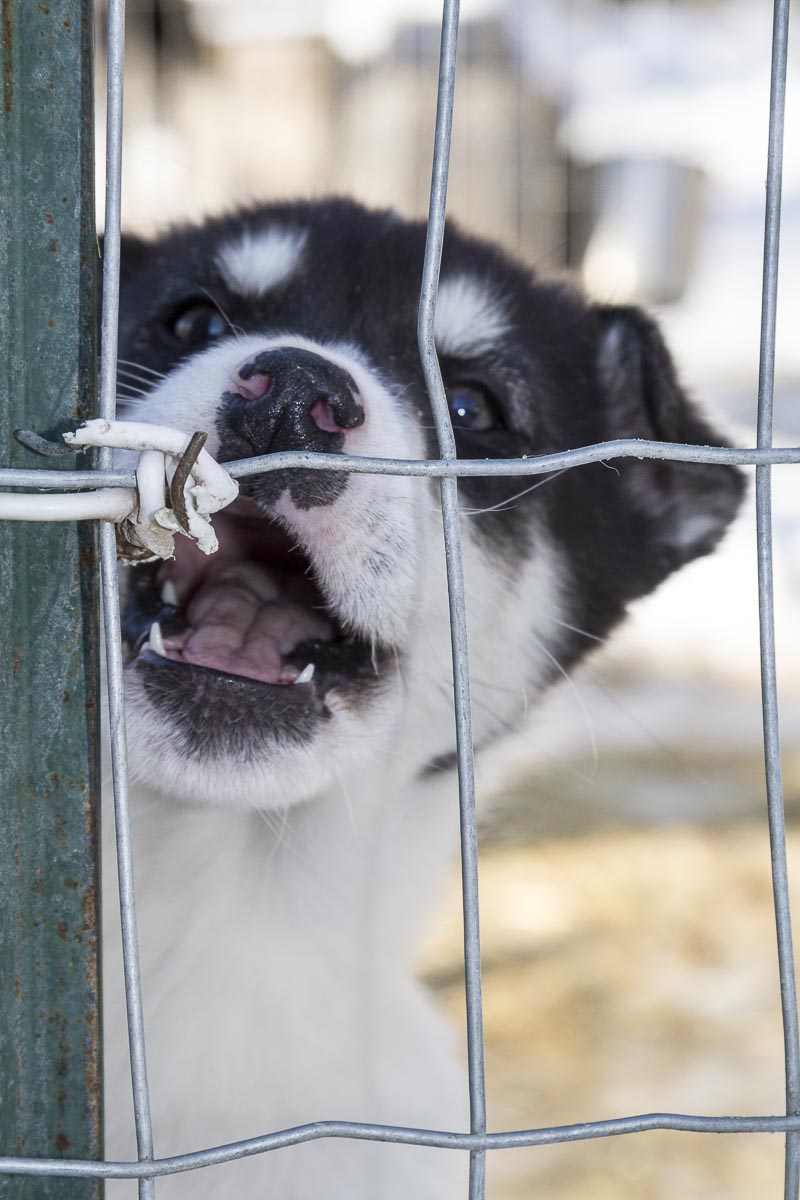 Saskatchewan - Prince Albert Park, Sundogs Sledding - March 9, 2011