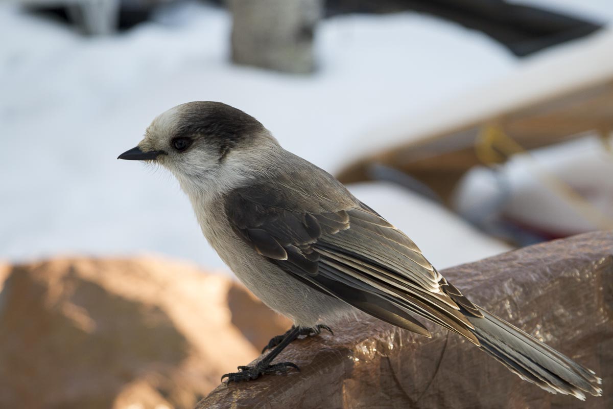Saskatchewan - Prince Albert Park, Whisky Jack (Grey Jay) - March 9, 2011