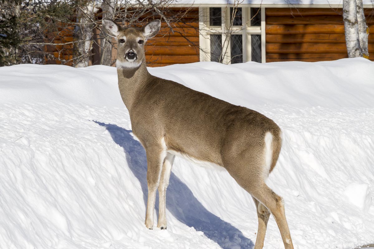 Saskatchewan - Prince Albert Park, Waskesui - March 6, 2011
