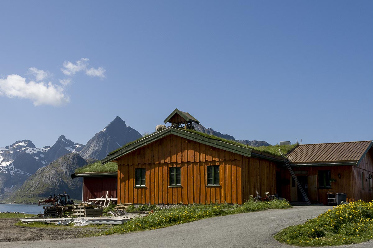 Lofoten Norway - Sheep Farm - June 11, 2008