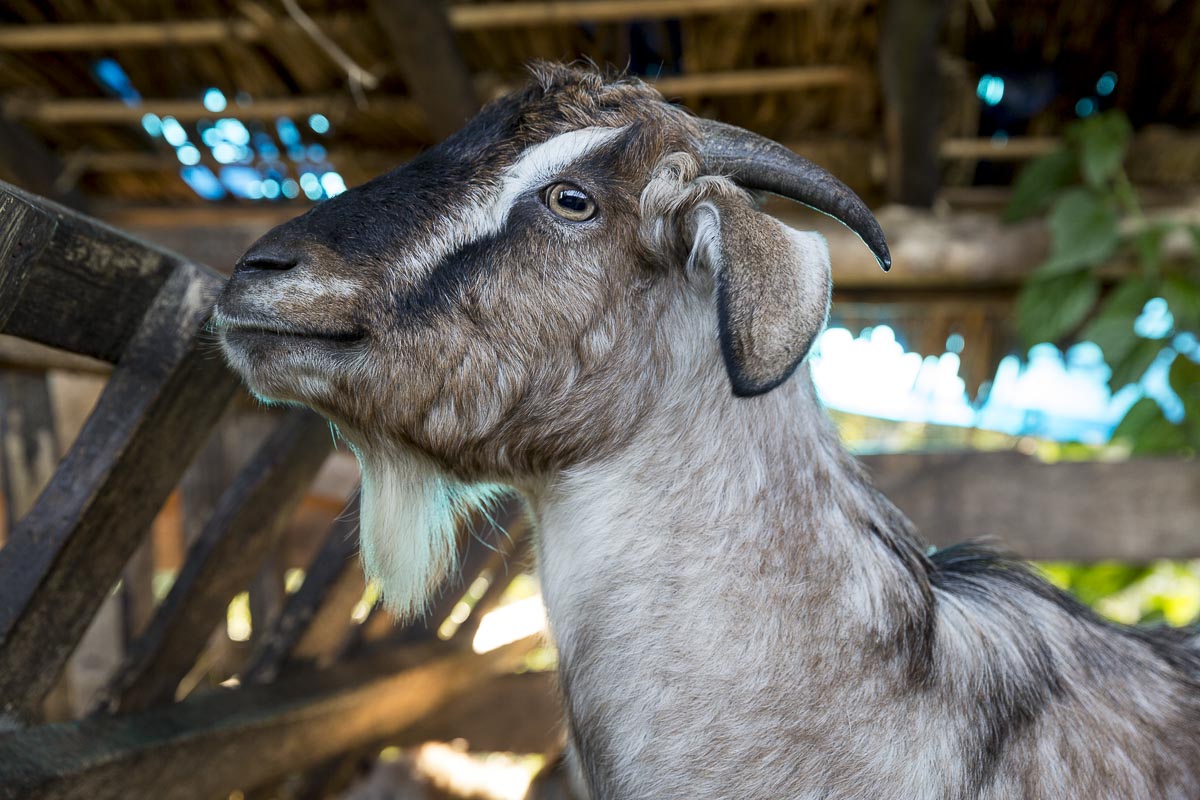 Sikkim - Hee - November 26, 2015