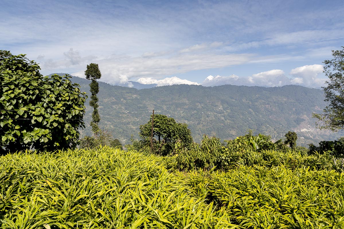 Sikkim - Hee, Cardamon Crop - November 26, 2015