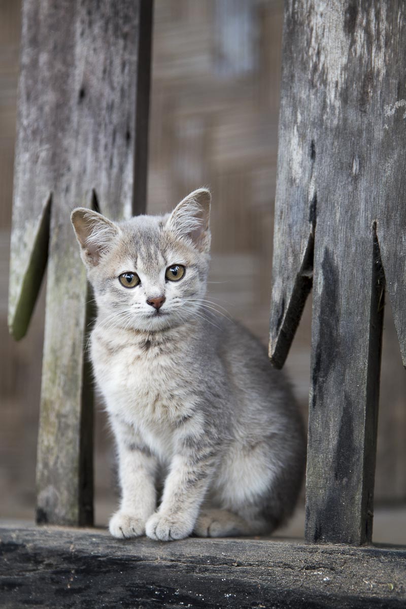 Sikkim - Radhu Khandu - November 26, 2015