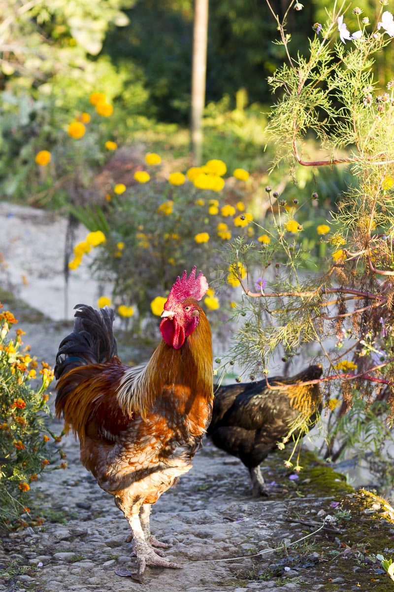 Sikkim - Rinchenpong - November 25, 2015