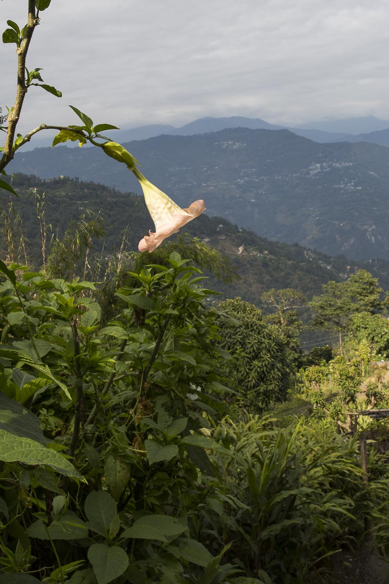 Sikkim - Rinchenpong, Daturi - November 25, 2015