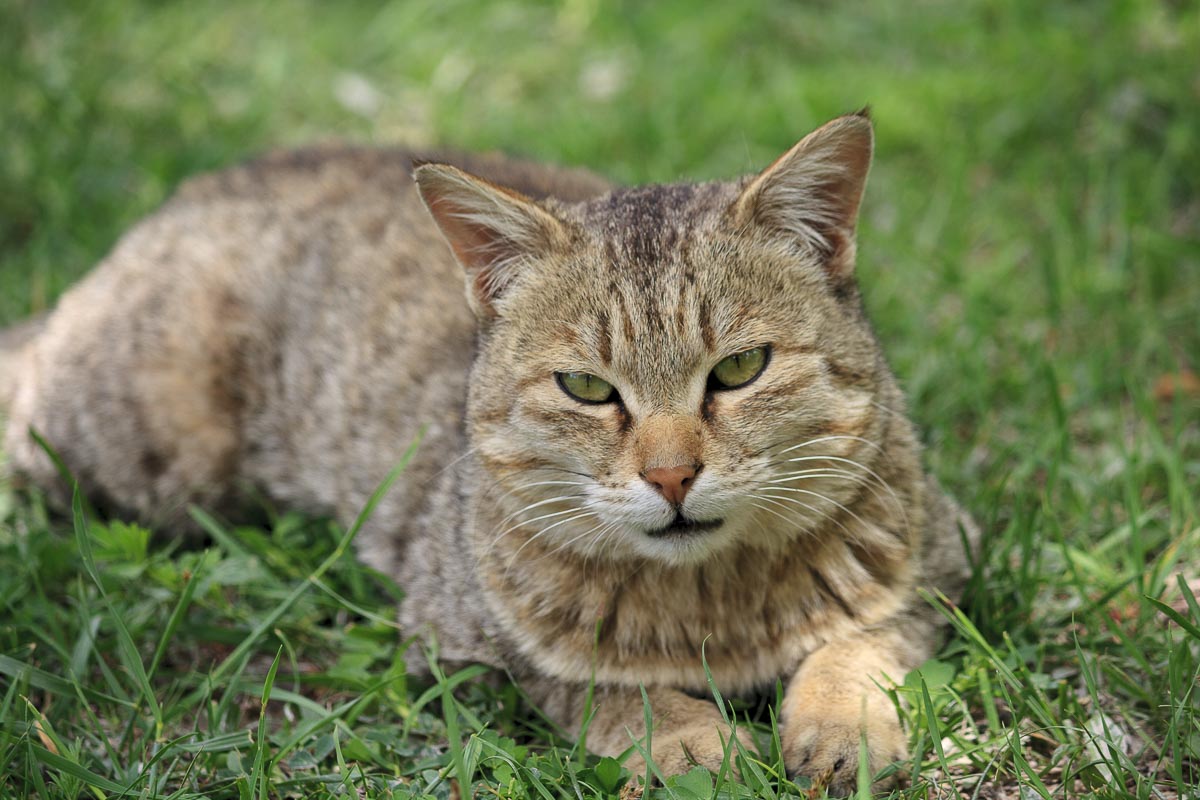 Ladakh - Stok Farmhouse - June 23, 2012