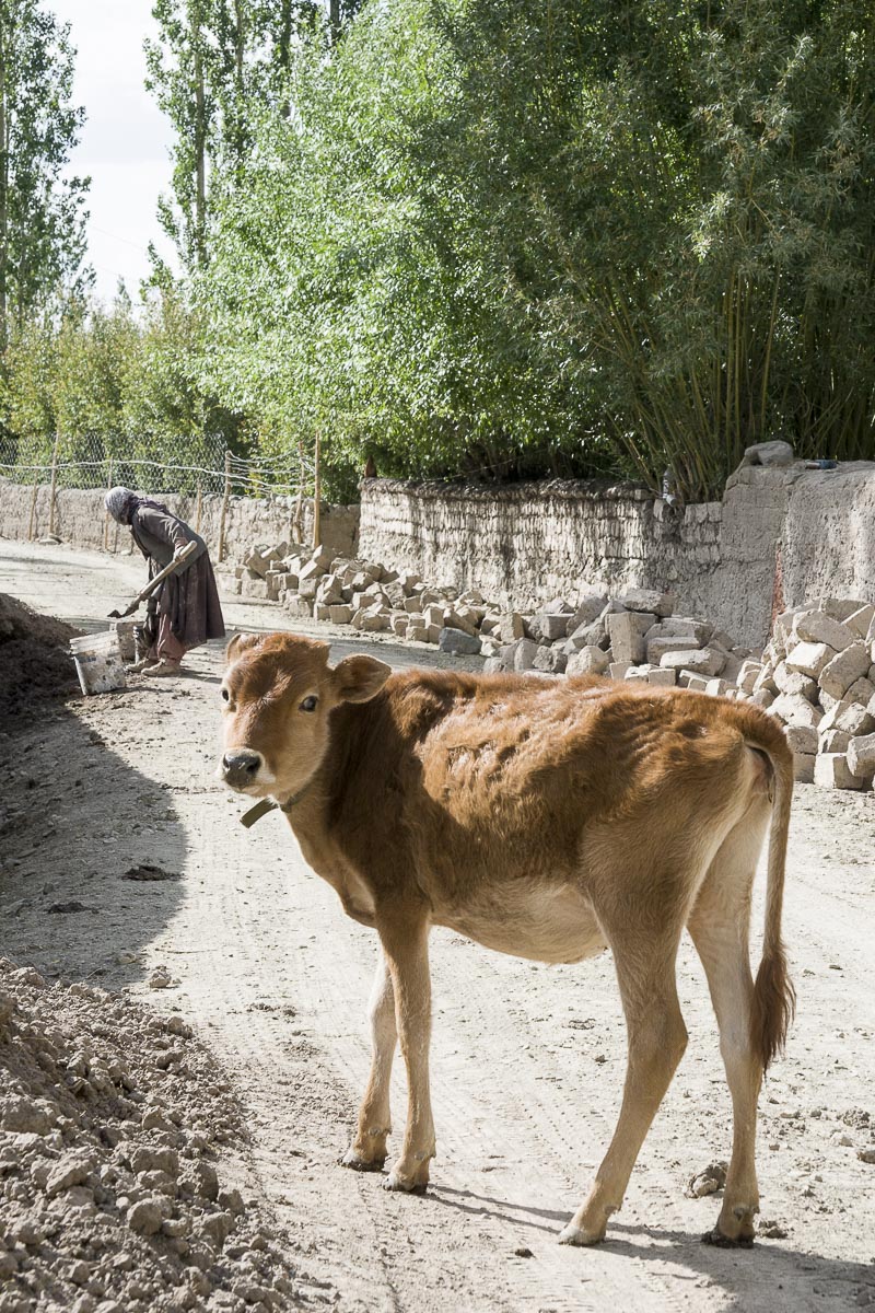 Ladakh - Stok Farmhouse - June 24, 2012
