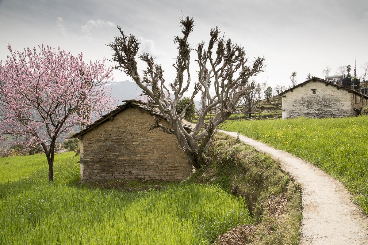 Uttarakhand - Sarayu Valley, Supi - March 13, 2013