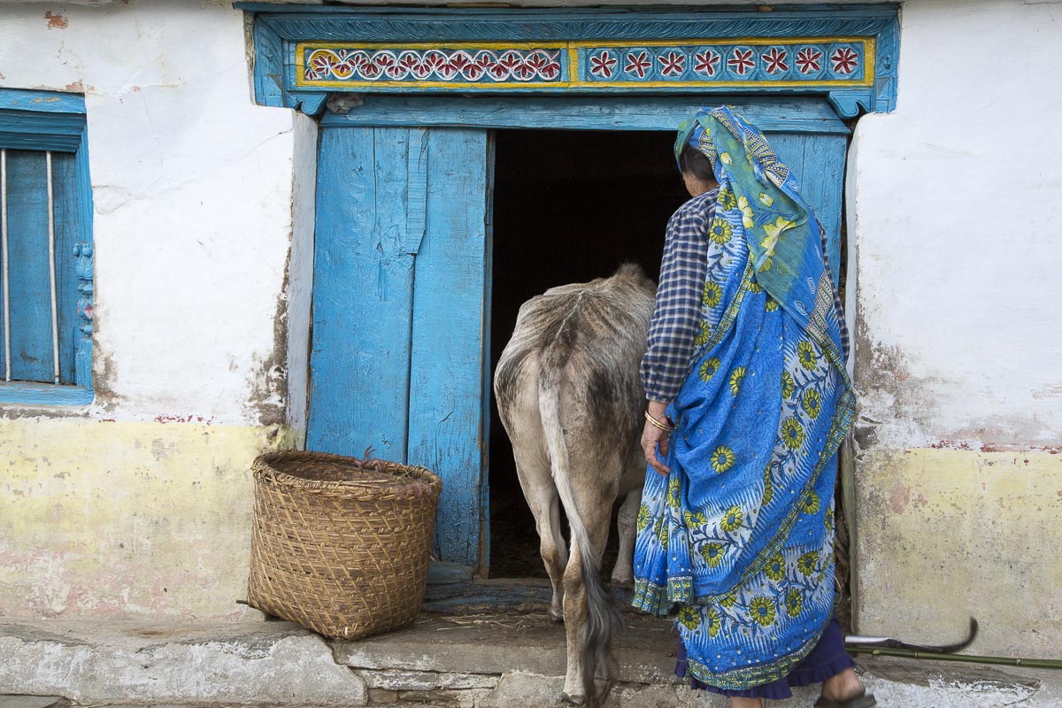Uttarakhand - Sarayu Valley, Supi, Cow Byre - March 13, 2013
