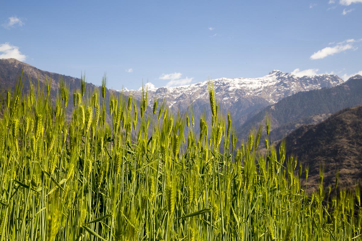 Uttarakhand - Sarayu Valley, Supi, Wheatfield - March 13, 2013