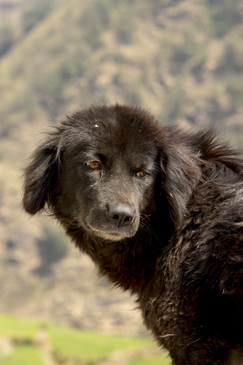 Uttarakhand - Sarayu Valley, Supi, Mountain Dog - March 13, 2013