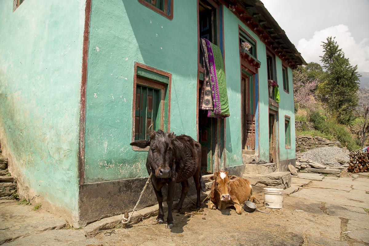 Uttarakhand - Sarayu Valley, Supi - March 13, 2013