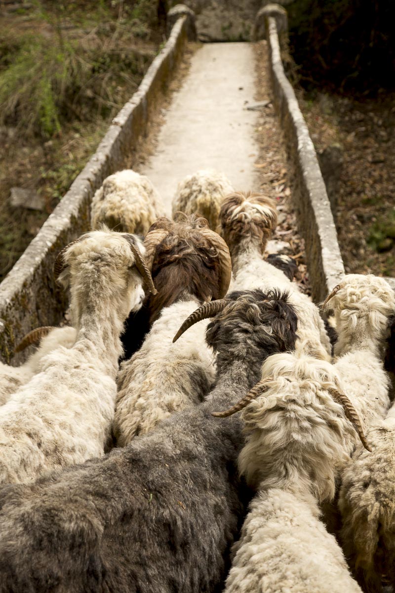 Uttarakhand - Sarayu Valley - March 14, 2013