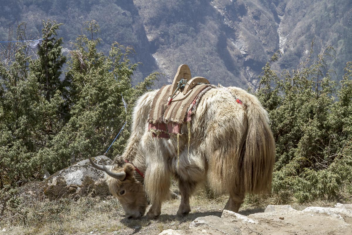 Nepal Everest - Thame To Syanboche, Yak - April 21, 2011