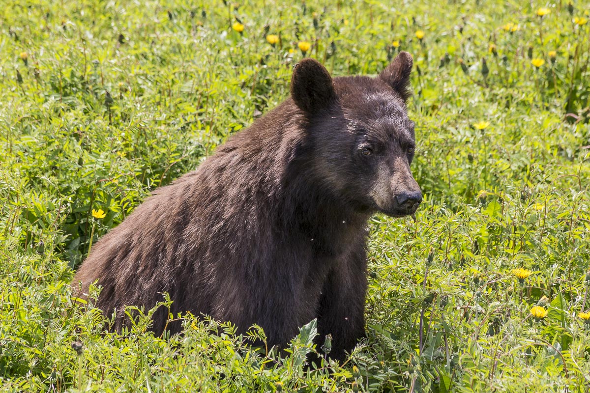 Yukon - Tagish Road, Brown Bear - June 28, 2014
