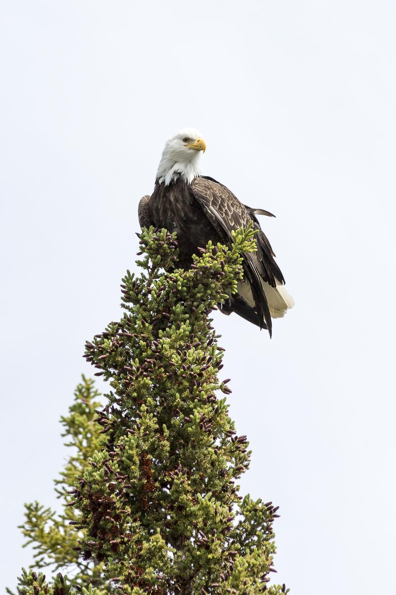 Yukon - Tagish Lake, Bald Headed Eagle - June 27, 2014