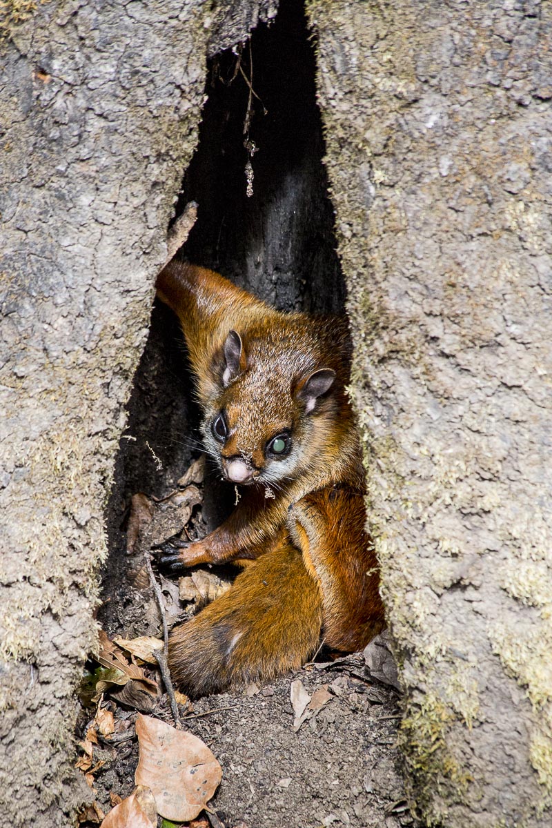 Uttarakhand - Pindar Valley, Flying Squirrel - March 17, 2013