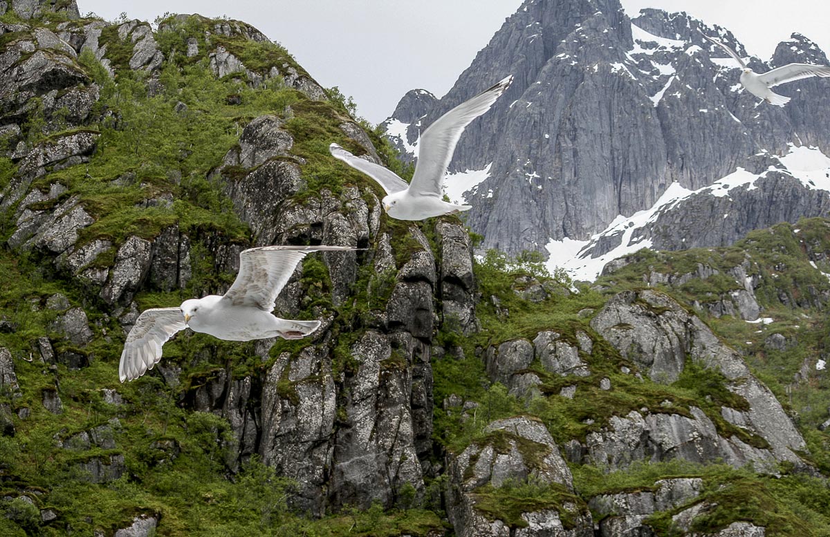 Lofoten Norway - Trollfjord - June 15, 2008