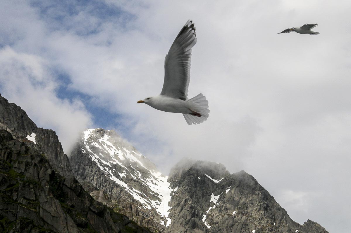Lofoten Norway - Trollfjord - June 15, 2008