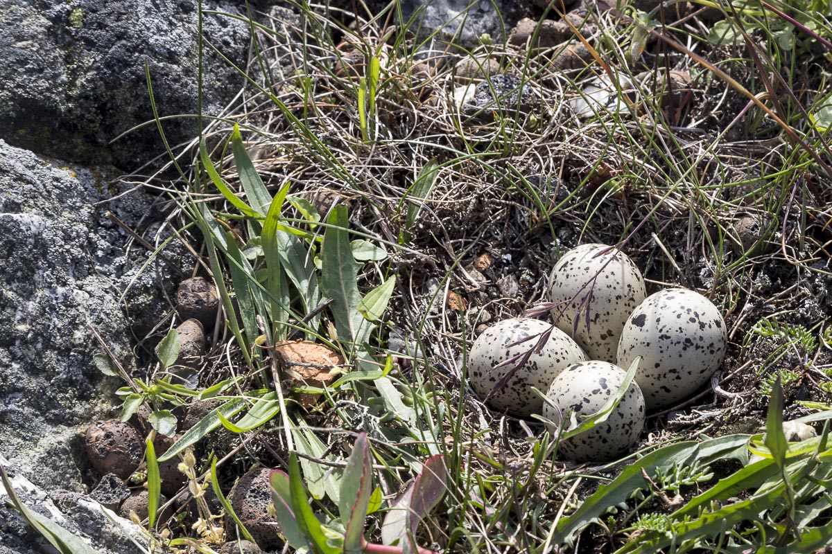 West Sweden - Weather Islands, Plover's Eggs - June 15, 2013