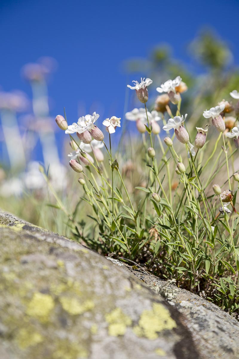 West Sweden - Weather Islands, Sea Campions - June 15, 2013