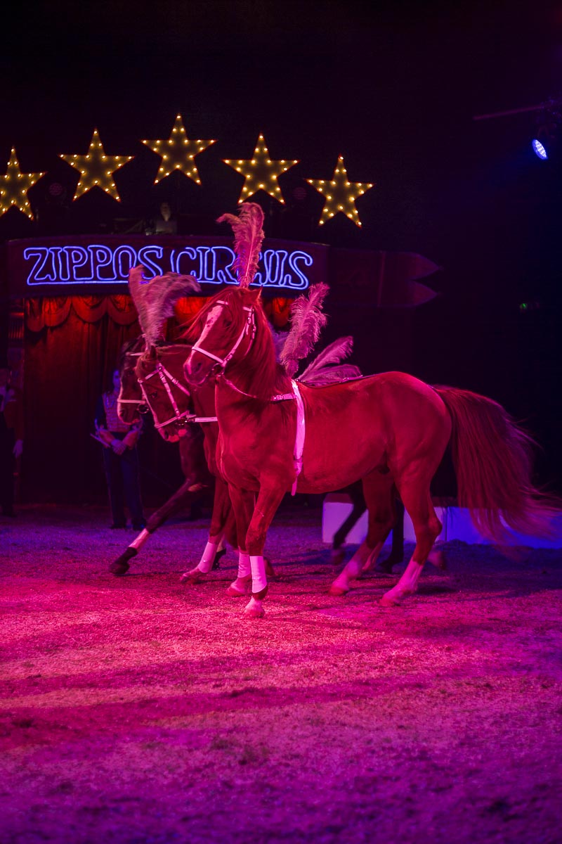 Zippos Circus - Circus Horses, Twickenham Green - September 7, 2015