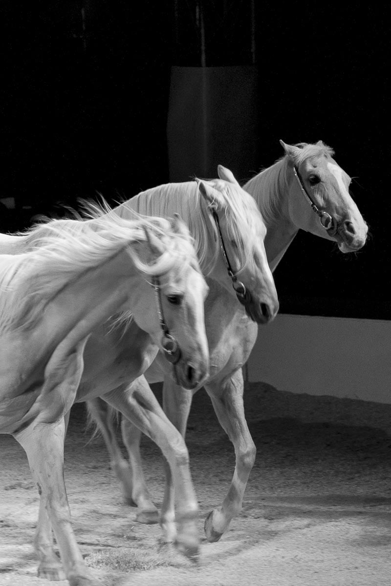 Zippos Circus - Circus Horses, Twickenham Green - September 25, 2012