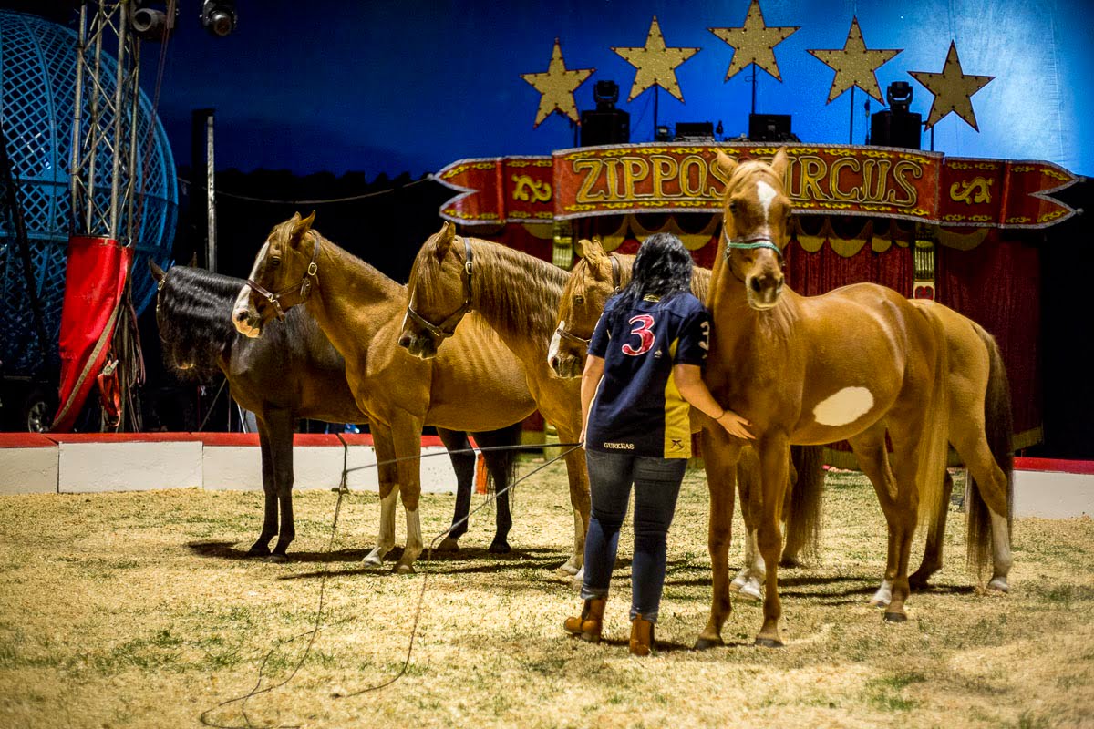 Zippos Circus - Circus Equestrienne, Summer Roberts, Twickenham Green - September 4, 2015