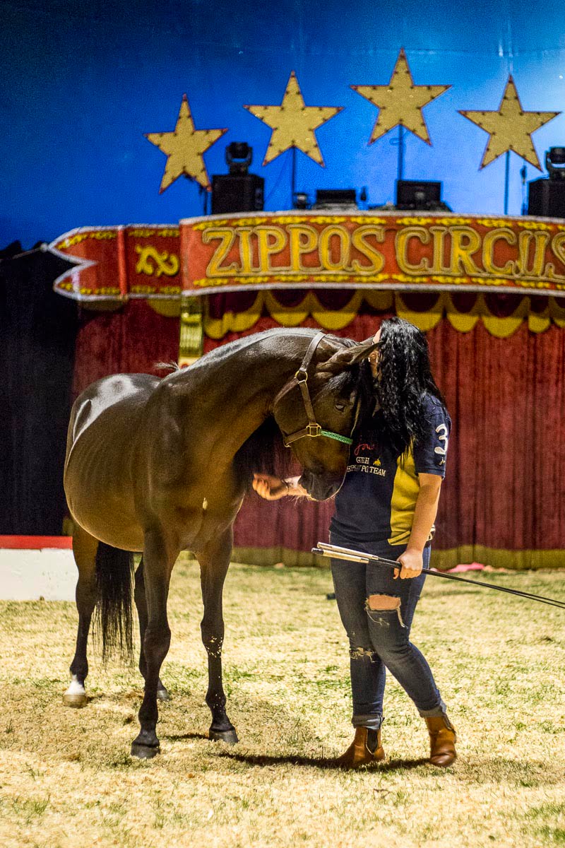 Zippos Circus - Circus Equestrienne, Summer Roberts, Twickenham Green - September 4, 2015