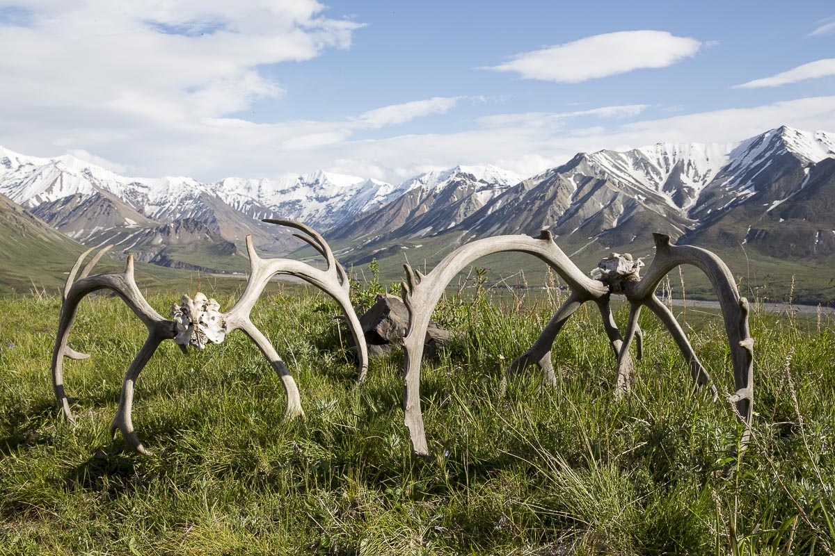 Alaska - Denali National Park, Caribou Antlers - June 18, 2016