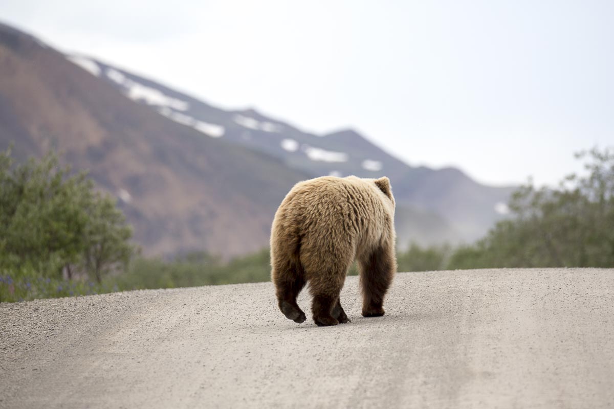 Alaska - Denali National Park, Brown Bear - June 18, 2016