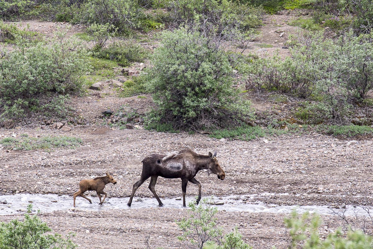 Alaska - Denali National Park, Moose And Calf - June 18, 2016