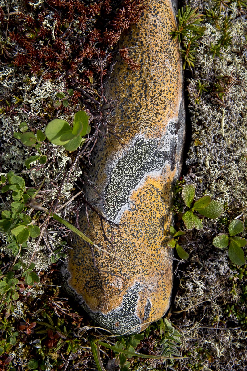 Alaska - Denali National Park, Boulder With Lichen - June 18, 2016