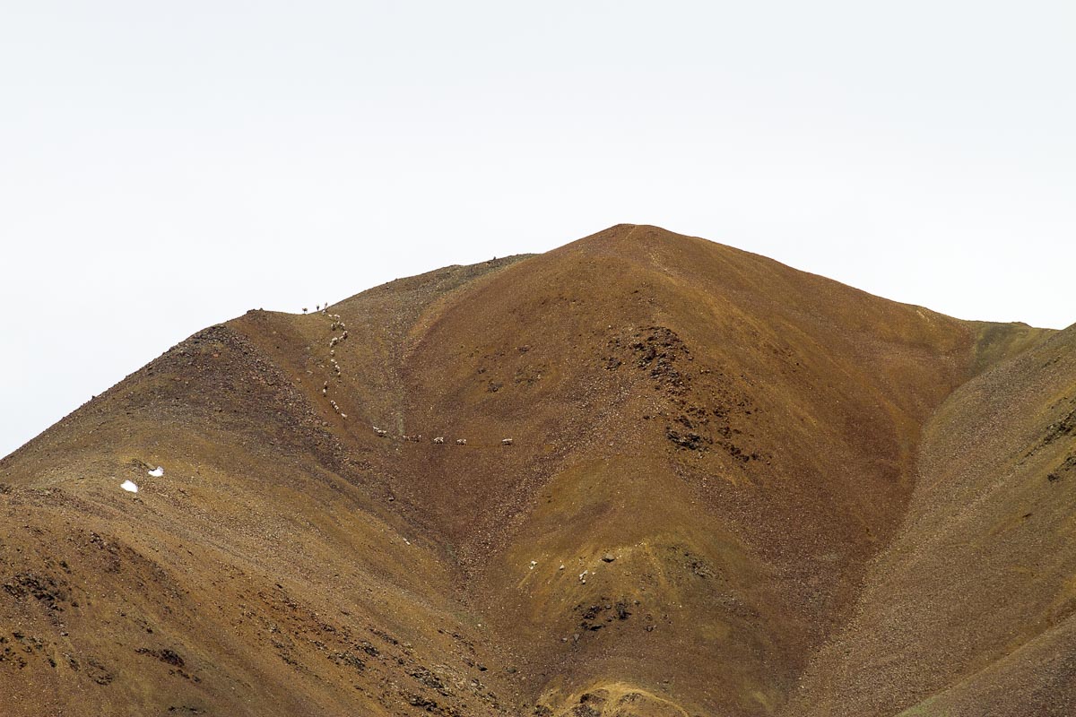 Alaska - Denali National Park, Caribou Journey Up Mountain - June 19, 2016