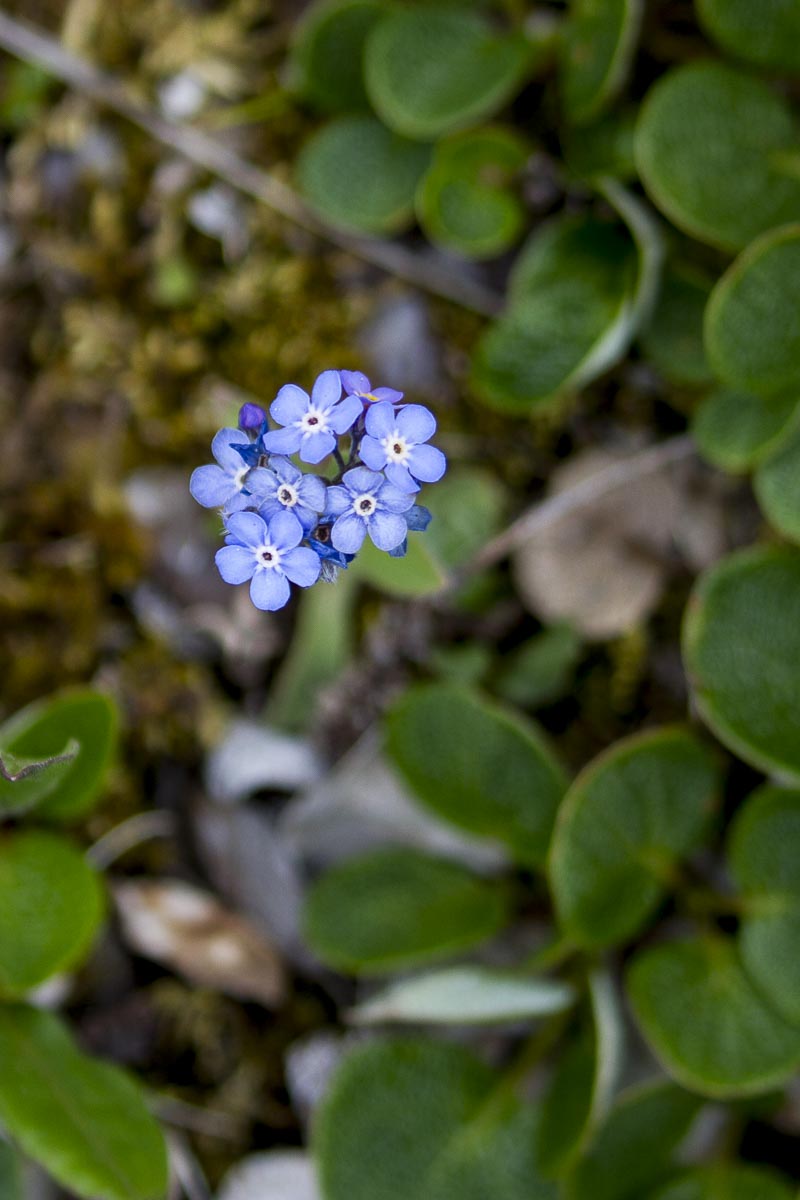 Alaska - Denali National Park, Alaskan Forget-Me-Not - June 19, 2016