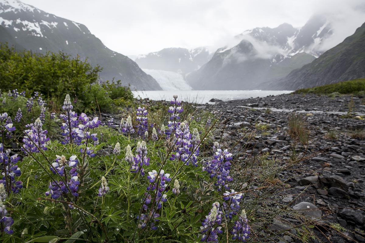 Alaska - Kenai Fjords Glacier Lodge, Pederson Glacier And Lupins - June 24, 2016