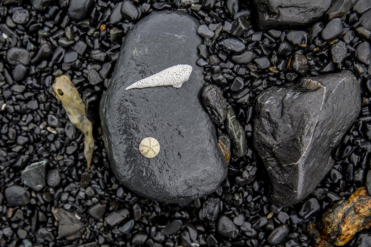 Alaska - Kenai Fjords Glacier Lodge, Green Sea Urchin - June 25, 2016