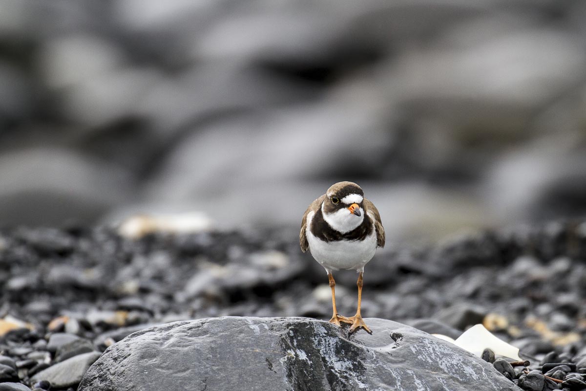 Alaska - Kenai Fjords Glacier Lodge, Semi-Palmated Plover - June 25, 2016
