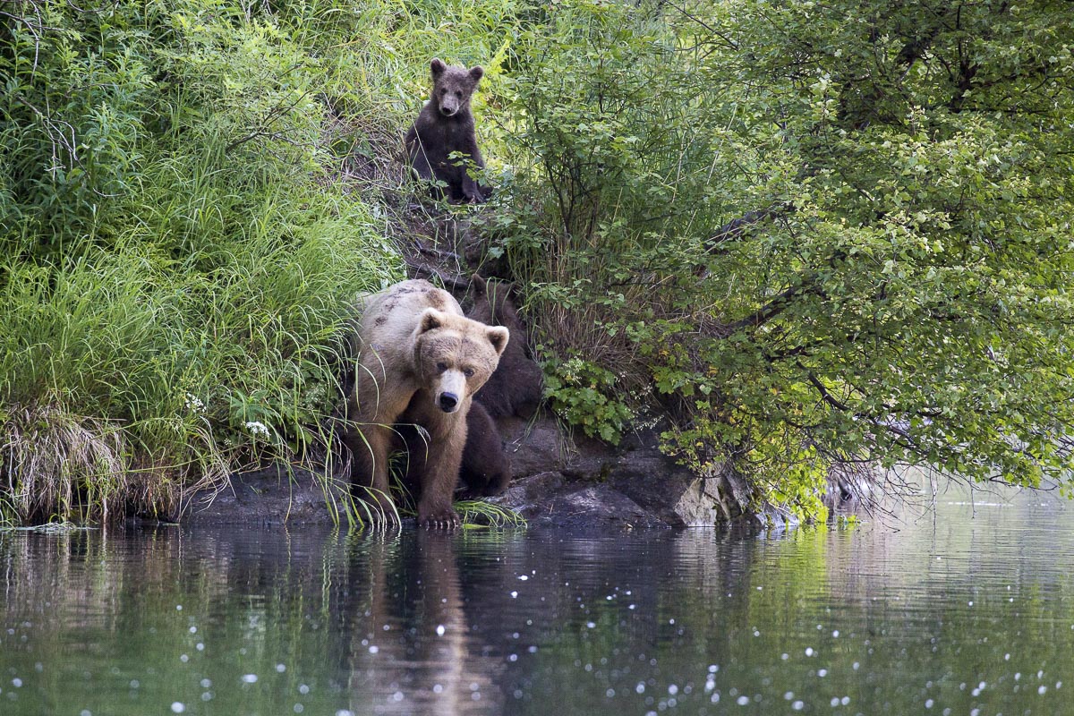 Alaska - Lake Clark National Park, Wolverine Creek, Coastal Brown Bear And Cubs - June 22, 2016