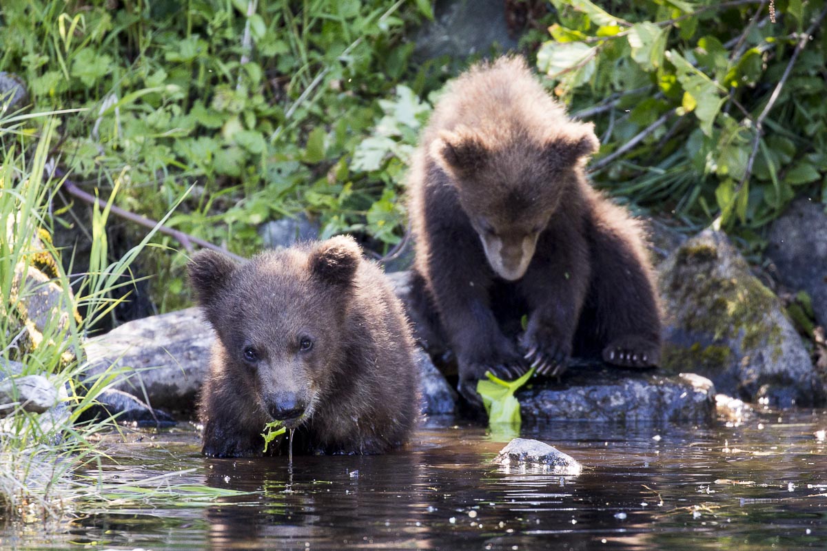 Alaska - Lake Clark National Park, Wolverine Creek Coastal Brown Bear Cubs - June 21, 2016