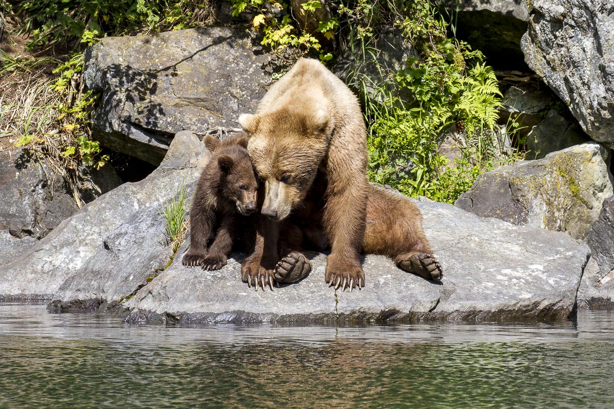 Alaska - Lake Clark National Park, Wolverine Creek Coastal Brown Bear And Cubs - June 22, 2016