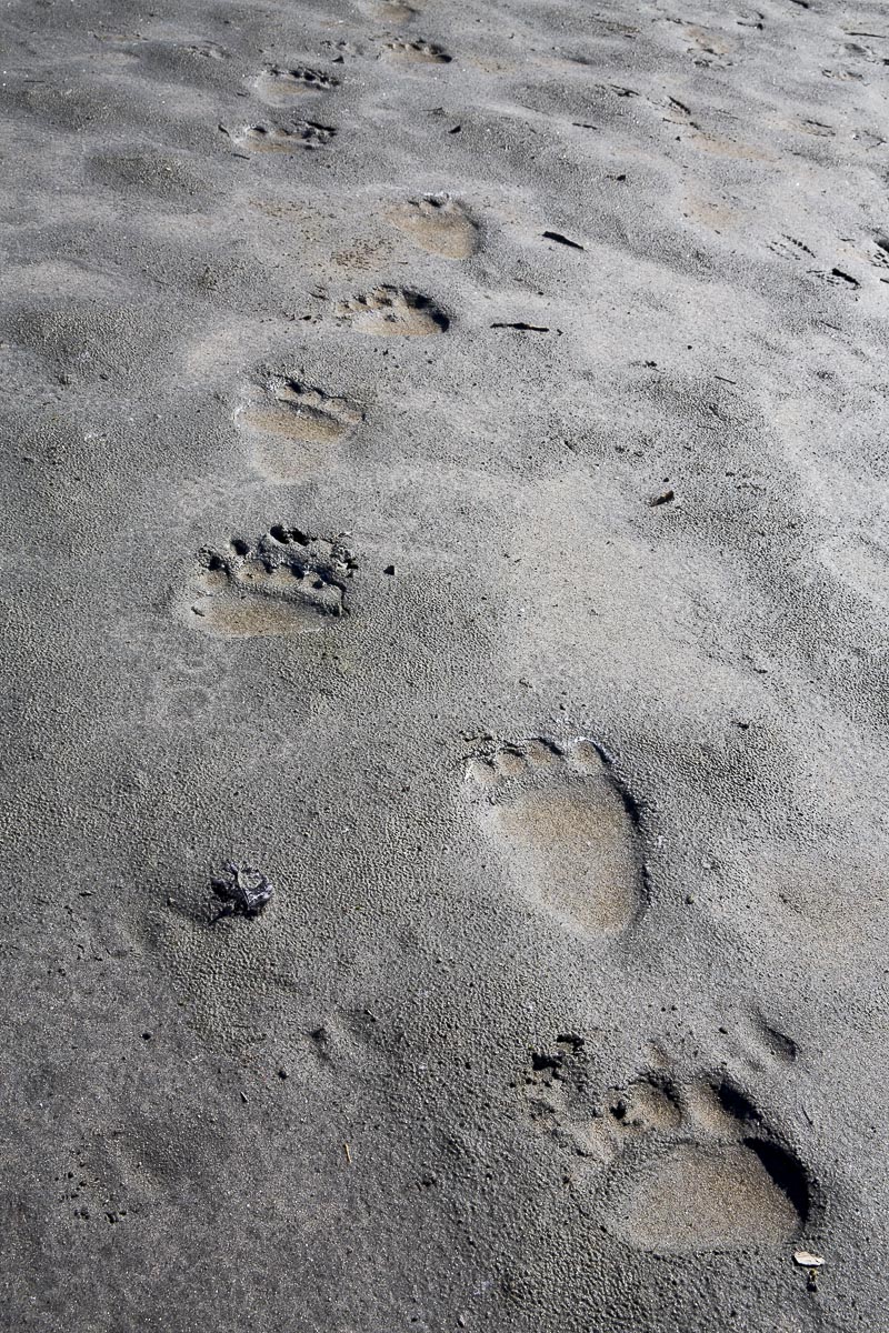 Alaska - Lake Clark National Park, Bear Trail - June 22, 2016