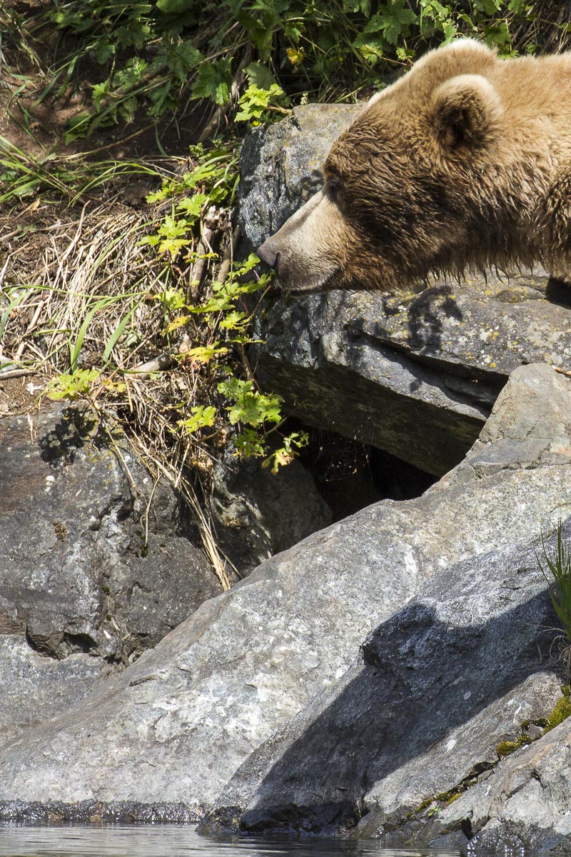 Alaska - Lake Clark National Park, Wolverine Creek Coastal Brown Bear And Shadow - June 22, 2016