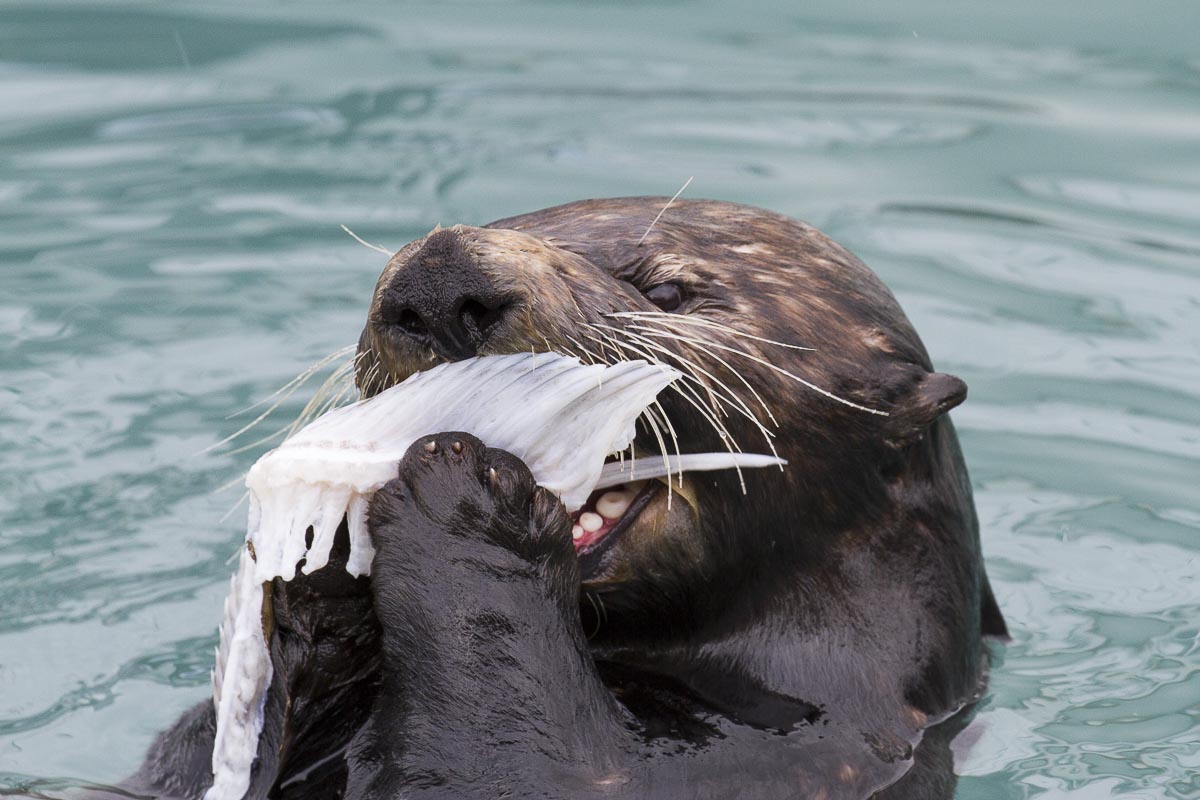 Alaska - Seward Sea Otter - June 26, 2016