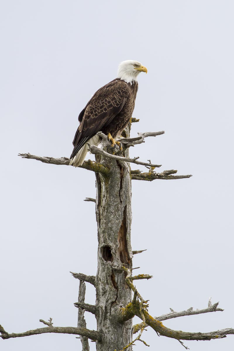 Alaska - Turnagain Arm, Bald Headed Eagle - June 26, 2016