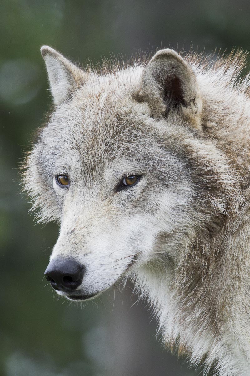 Alaska - Alaskan Wildlife Conservation Centre, Tundra Wolf - June 26, 2016
